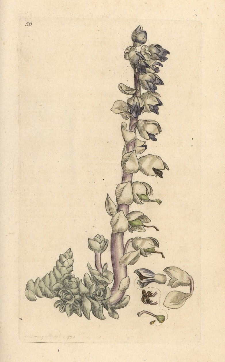 Toothwort maggiore, Lathraea squamaria. Incisione a mano colorata su rame da un