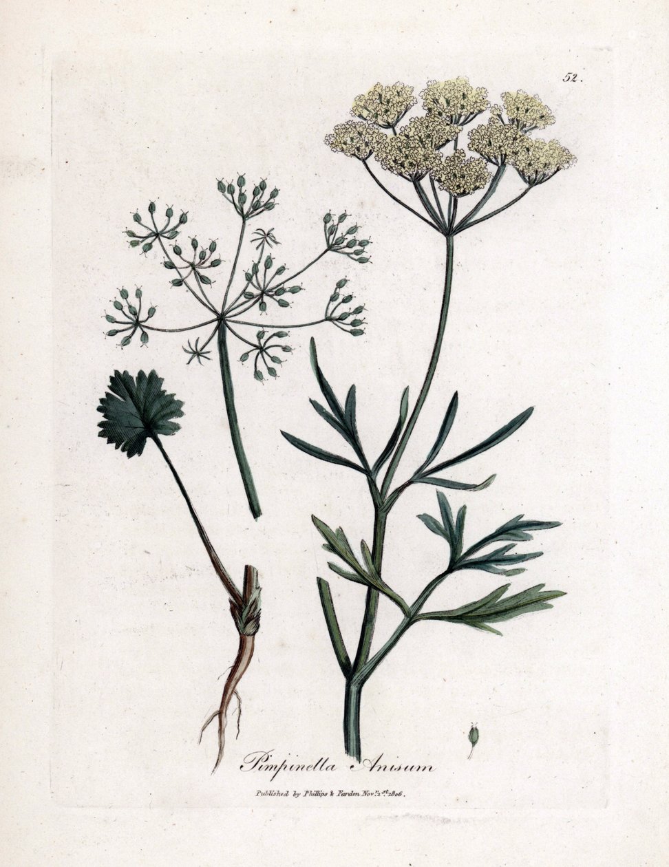 Anice verde, Pimpinella anisum da James Sowerby