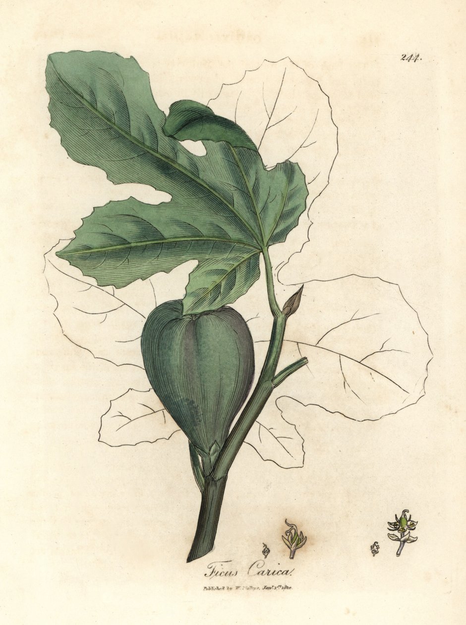 Fico verde, frutto, foglie, contorno della foglia, Ficus carica da James Sowerby