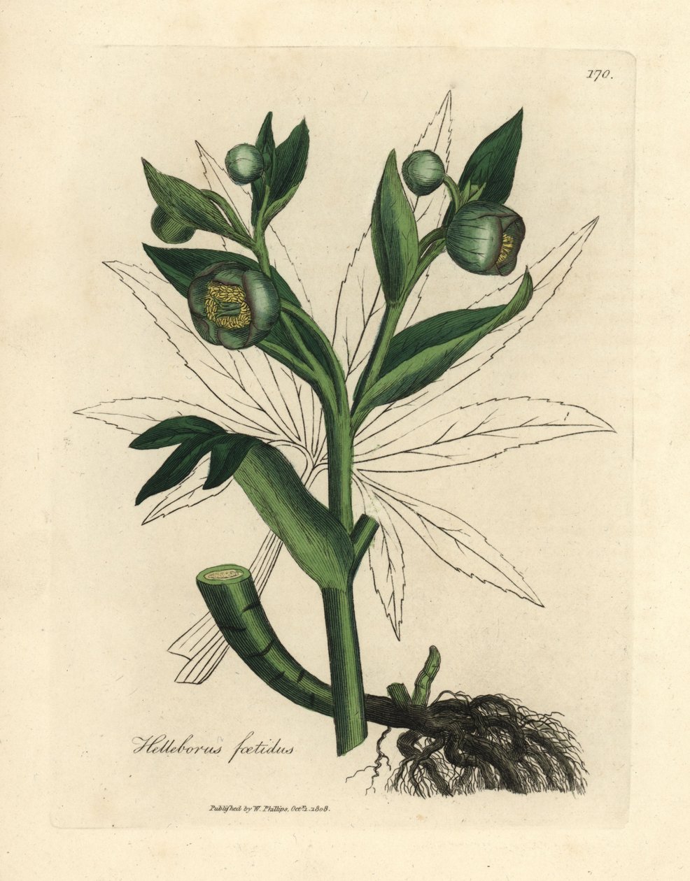 Elleboro fetido a fiori verdi, Helleborus foetidus da James Sowerby