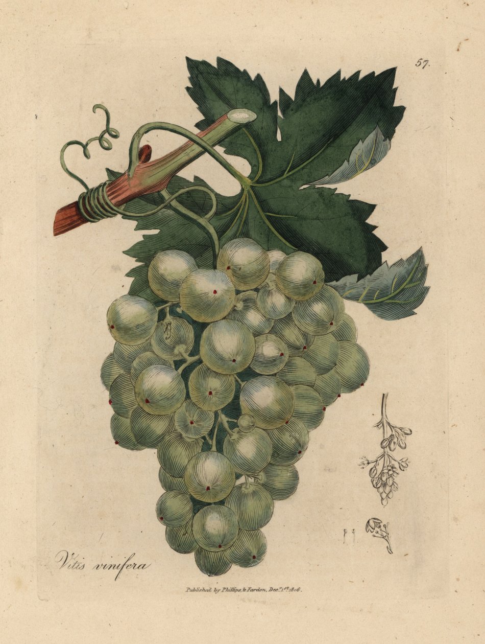 Uva verde, vite e foglie, Vitis vinifera da James Sowerby