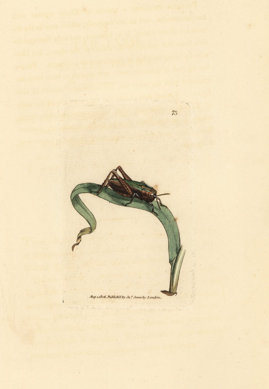 Cavalletta verde, Omocestus viridulus (Gryllus viridulus) da James Sowerby