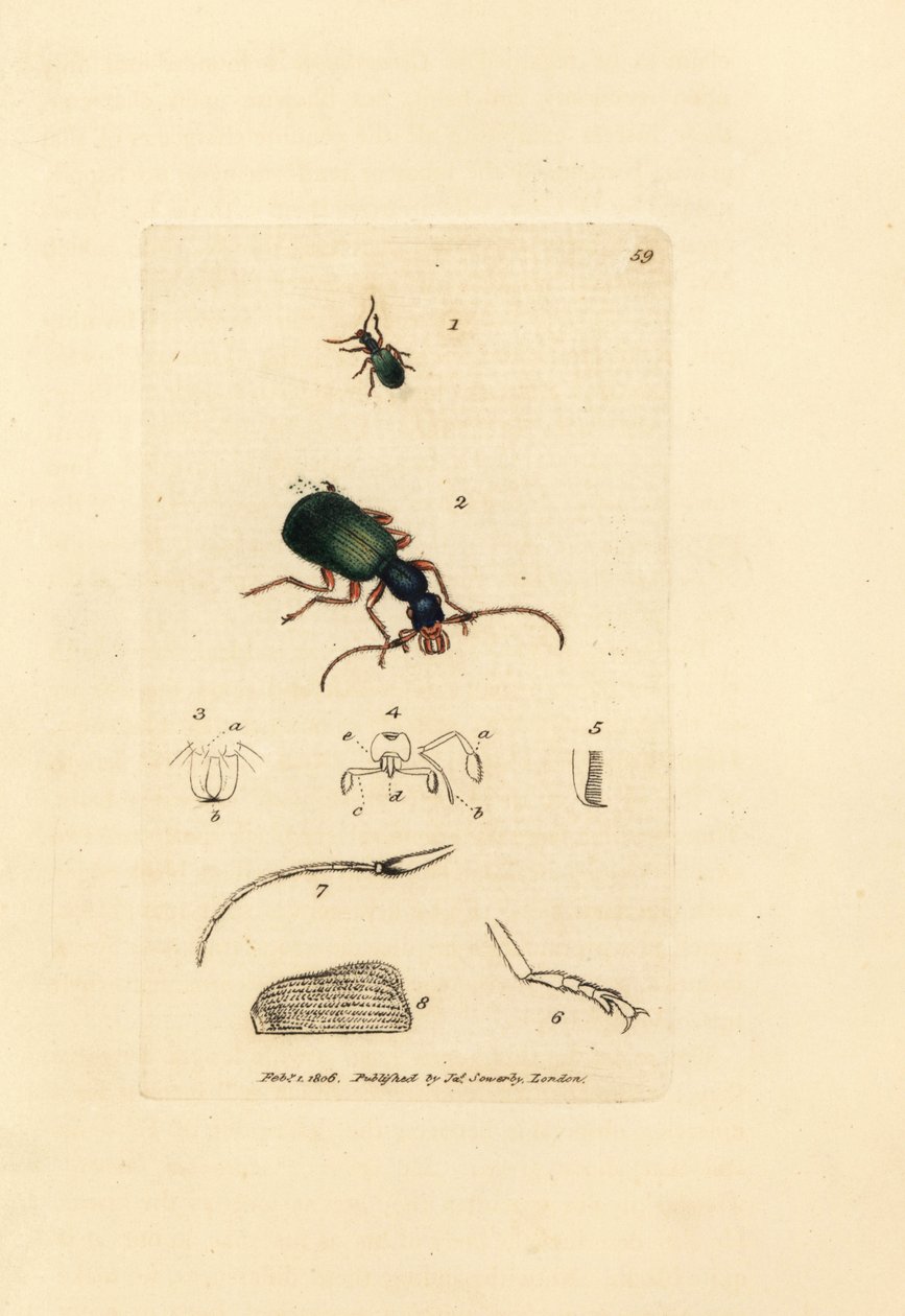 Coleottero carabide, Drypta dentata da James Sowerby