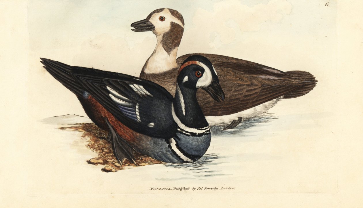 Anatra arlecchino, Histrionicus histrionicus (Anatra istrionica). Maschio e femmina. Incisione a mano colorata da James Sowerby da The British Miscellany, o figure colorate di soggetti animali nuovi, rari o poco conosciuti. da James Sowerby