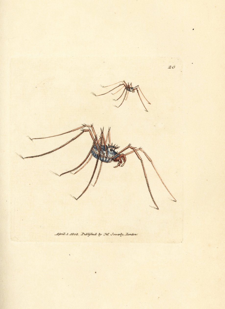 Ragno mietitore, Megabunus diadema da James Sowerby