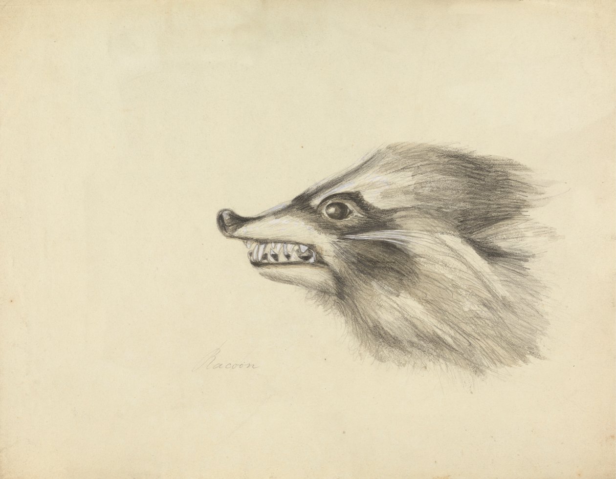 Testa di un procione da James Sowerby
