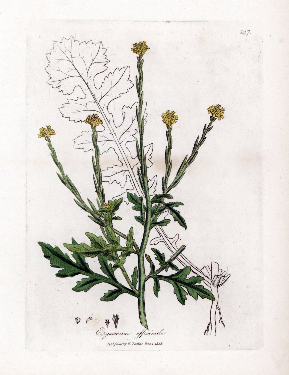 Senape selvatica, Erysium officinale da James Sowerby