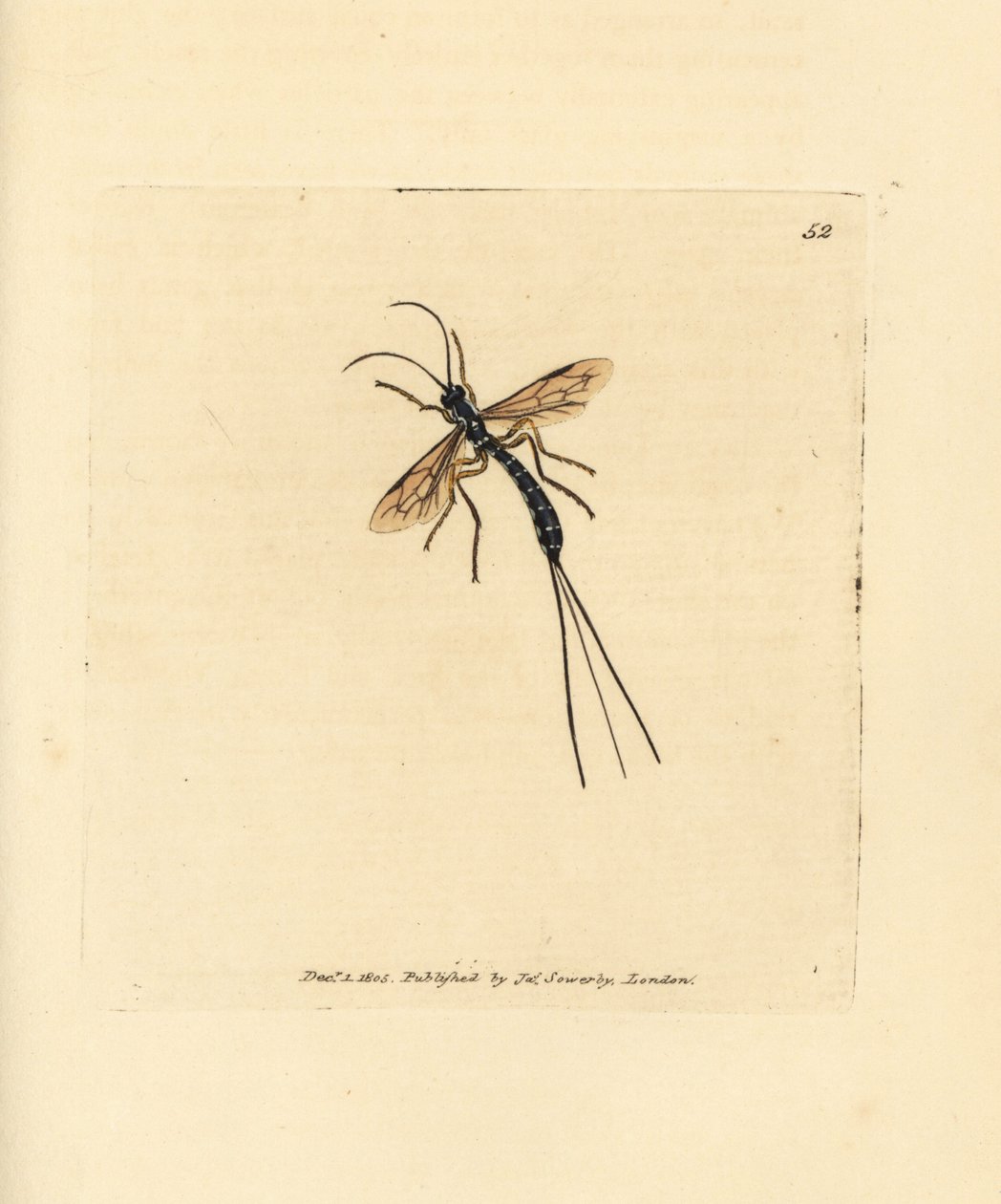 Mosca Ichneumon, Rhyssa persuasoria da James Sowerby
