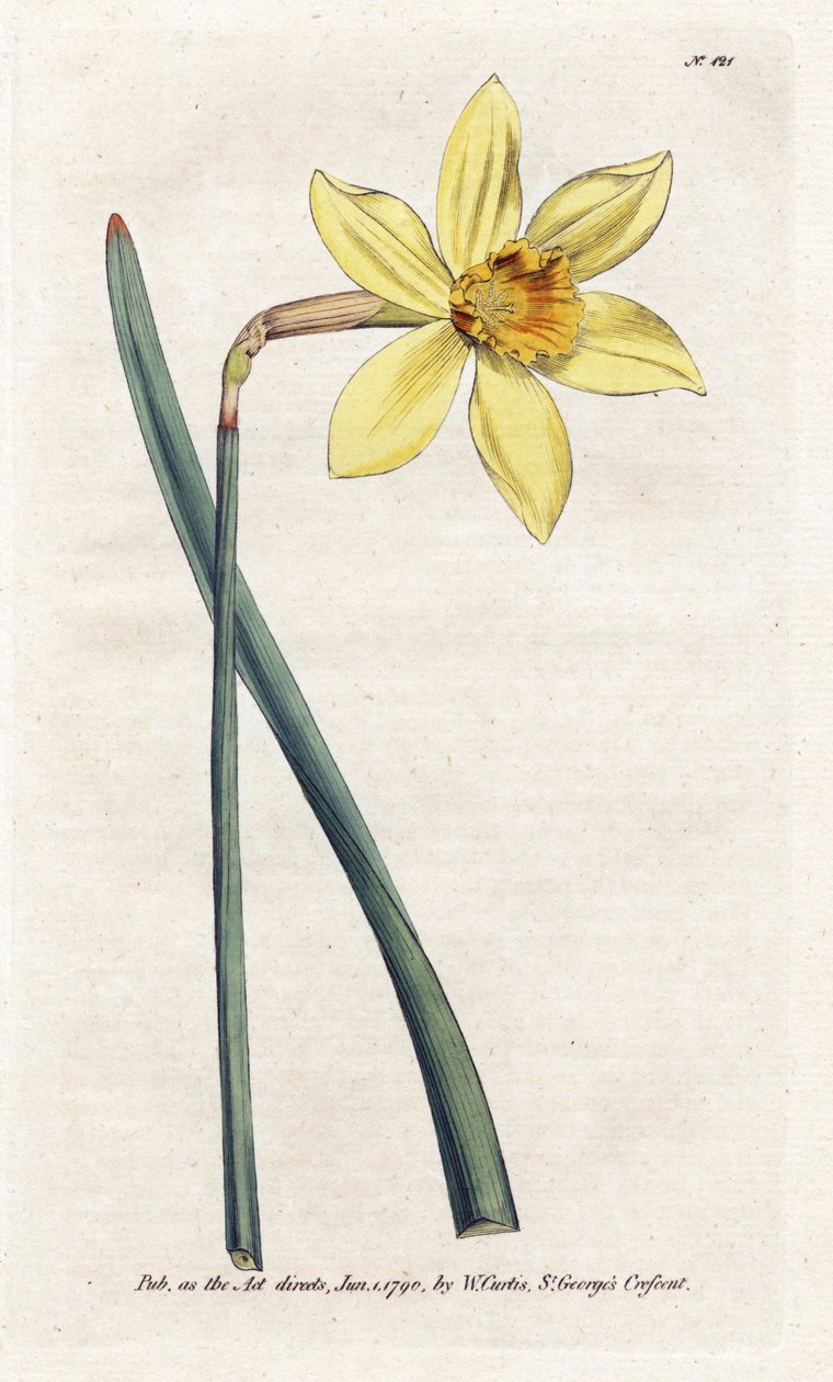 Narciso incomparabile da James Sowerby
