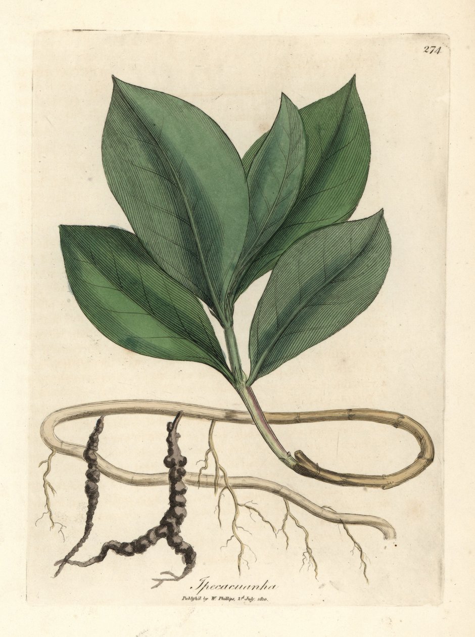 Ipecacuanha da James Sowerby
