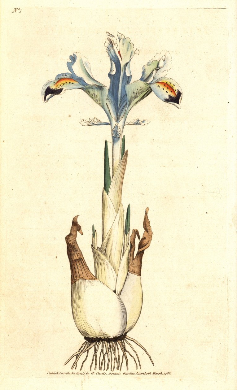 Iris persiano, Iris persica. Incisione a mano colorata da un