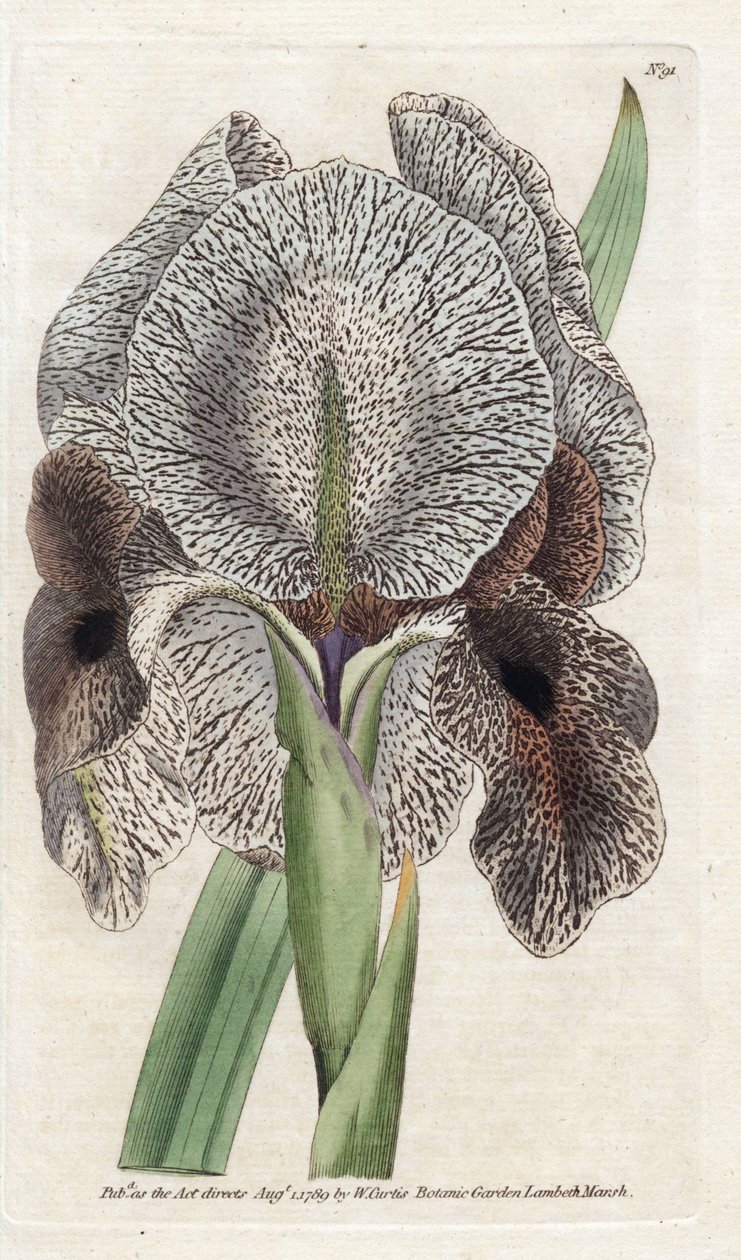 Iris di Calcedonia o Susa da James Sowerby