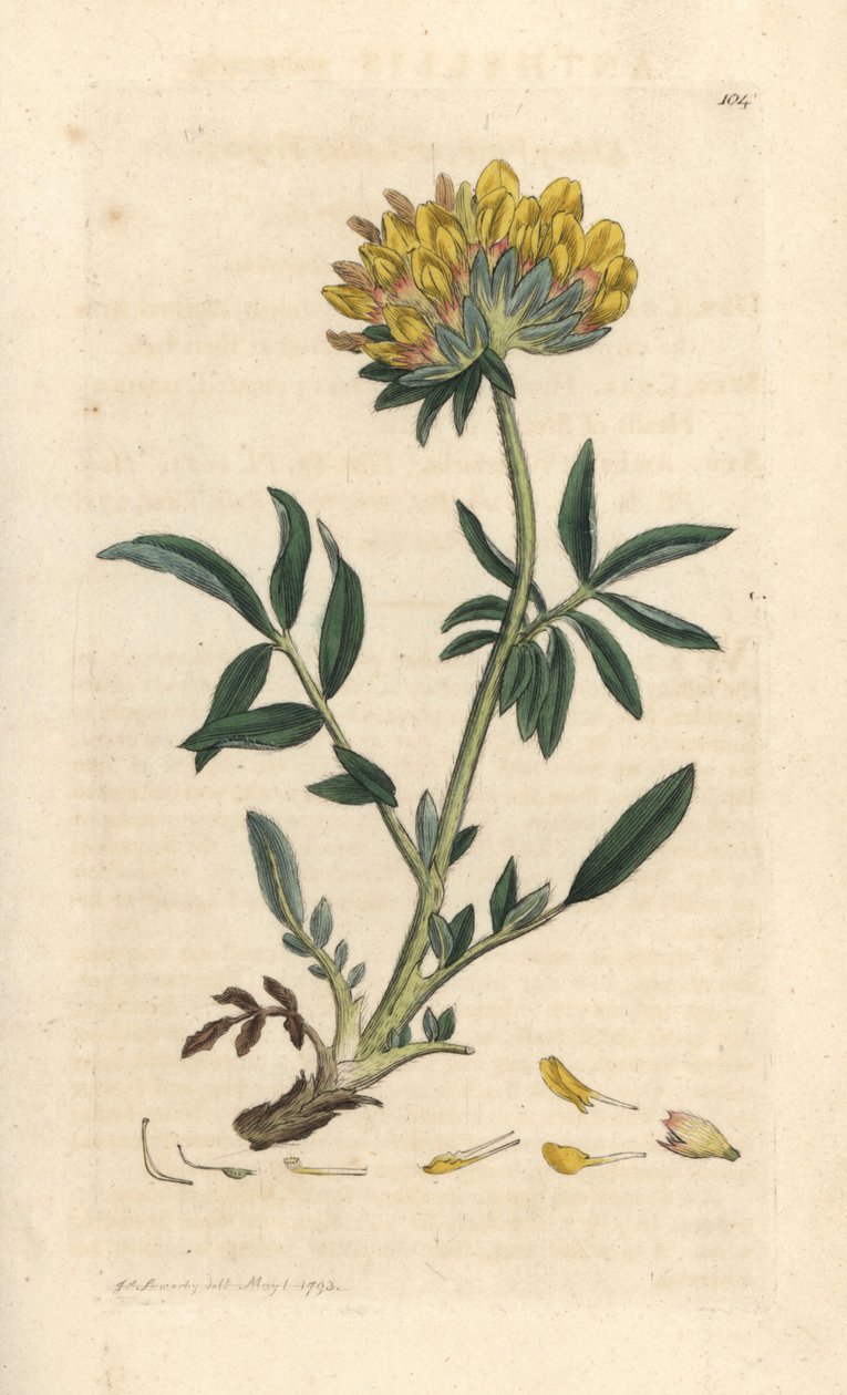 Anthyllis vulneraria da James Sowerby