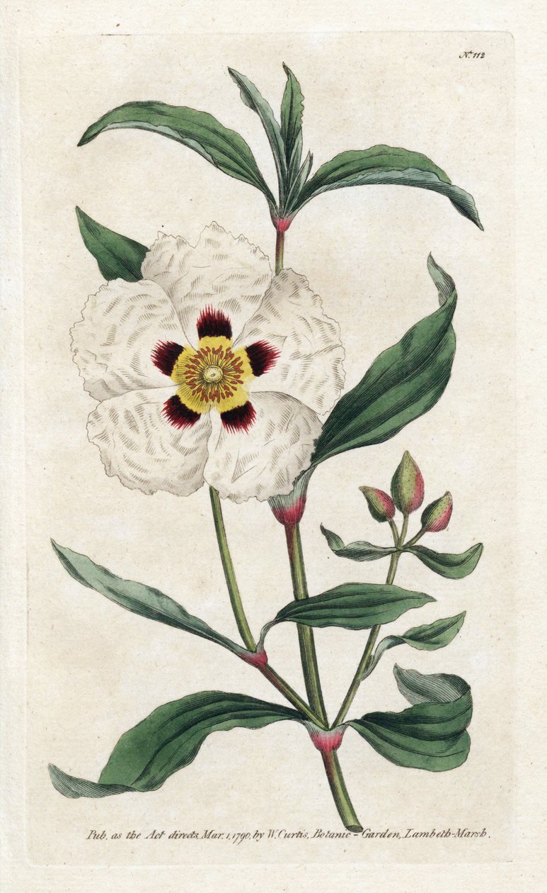 Ladanifere o Ledon Cistus - Litografia di James Sowerby (1757-1822), dal Botanical Magazine di William Curtis (1746-1799) da James Sowerby