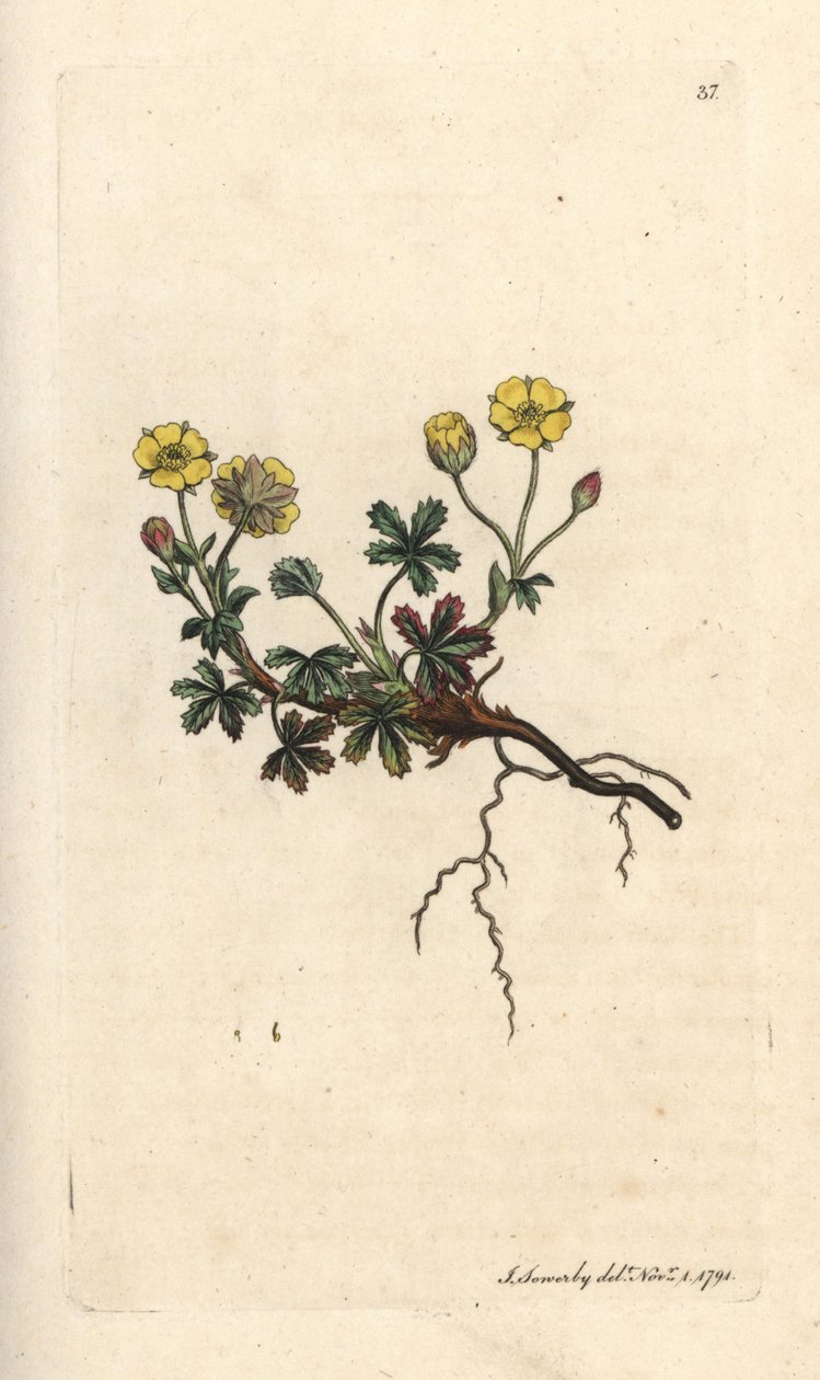 Potentilla a grandi fiori, Potentilla grandiflora. Incisione a mano colorata su rame da un