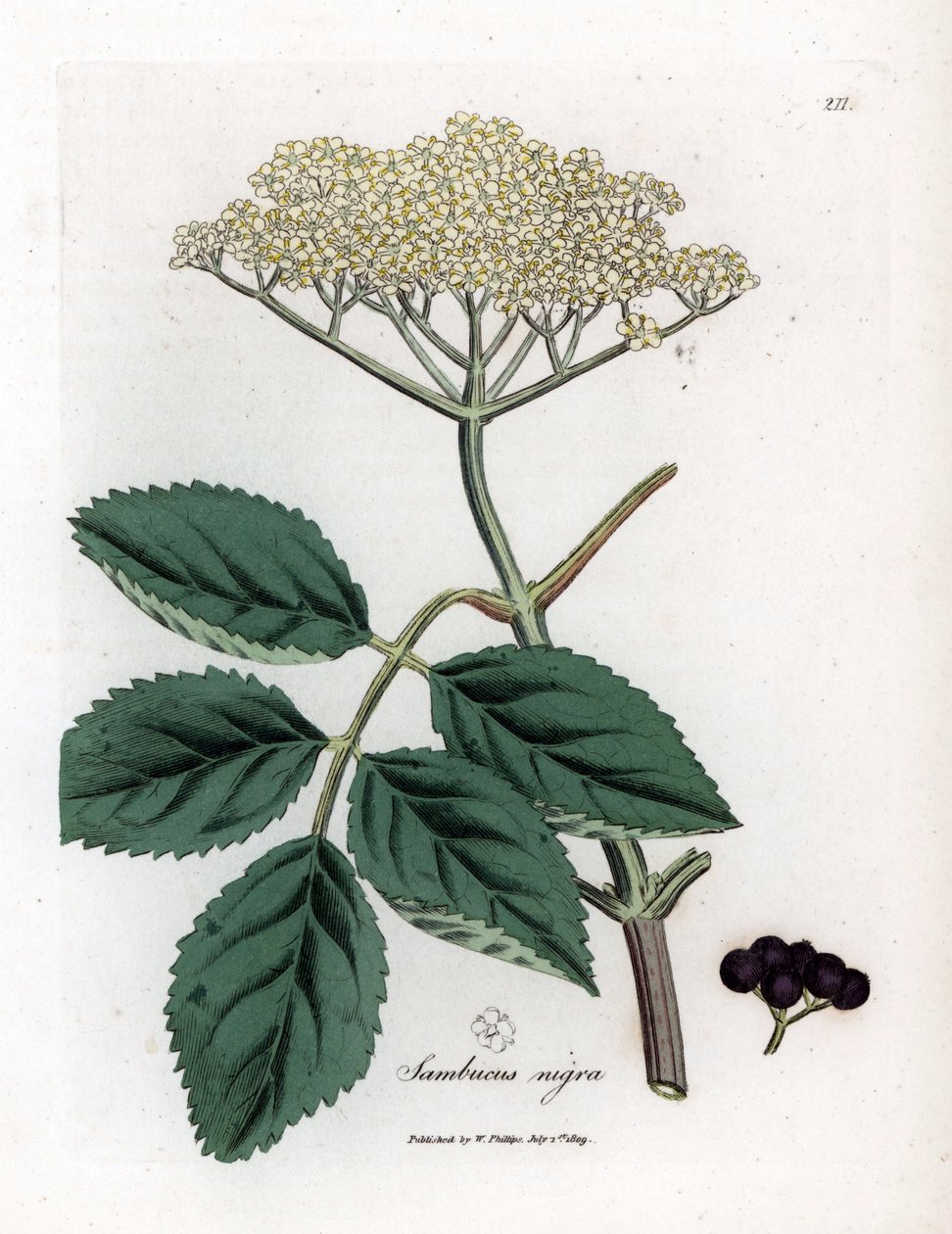 Sambuco nero comune, Sambucus nigra. Incisione a mano colorata da un