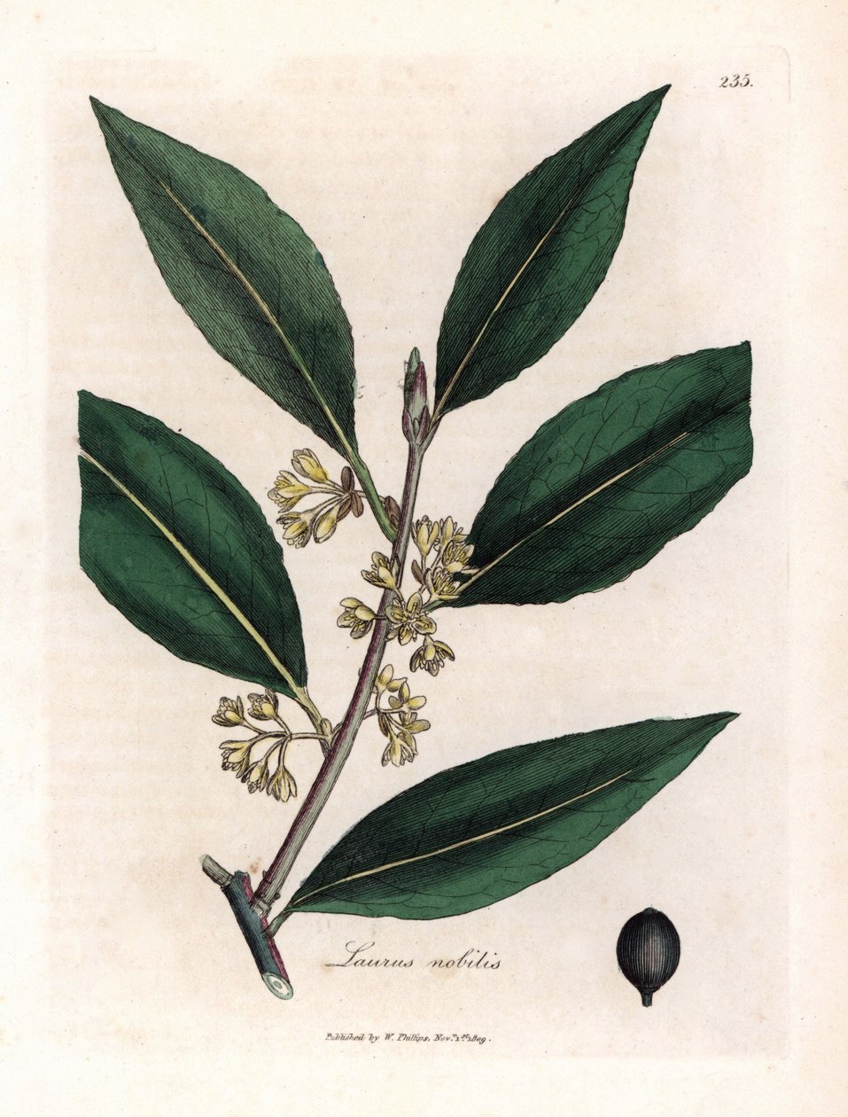 Alloro da James Sowerby