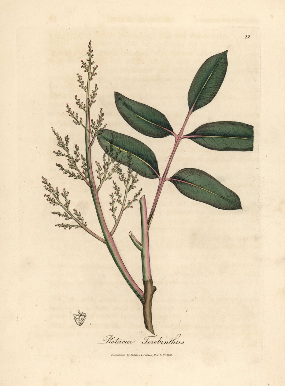 Foglie e fiori dell