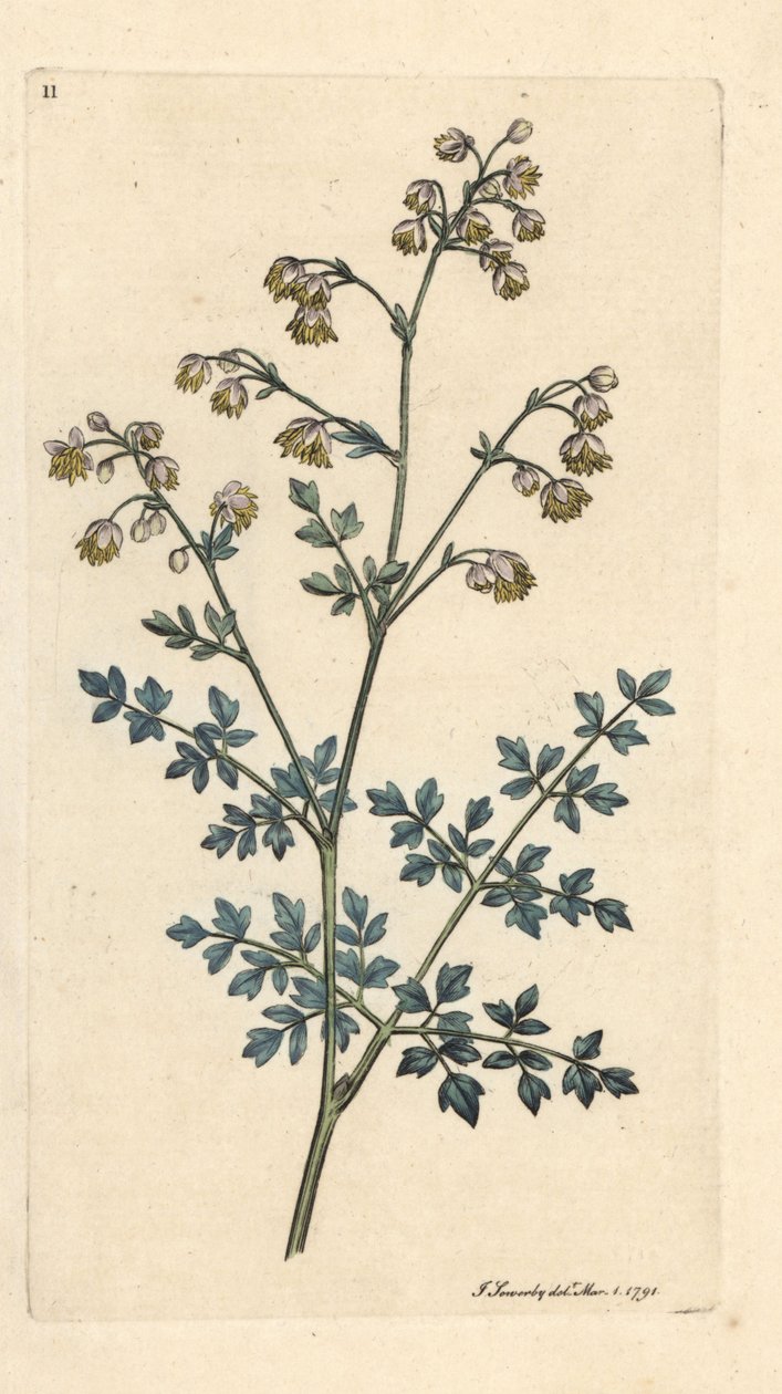 Lesser meadow-rue, Thalictrum minus. Incisione a mano colorata su rame da un