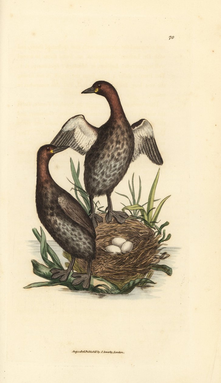 Svasso piccolo, Tachybaptus ruficollis (Piccolo svasso dal mento nero, Colymbus hebridicus?). Coppia sul nido con tre uova. Incisione a mano colorata da James Sowerby da The British Miscellany, o figure colorate di soggetti animali nuovi, rari o poco conos da James Sowerby
