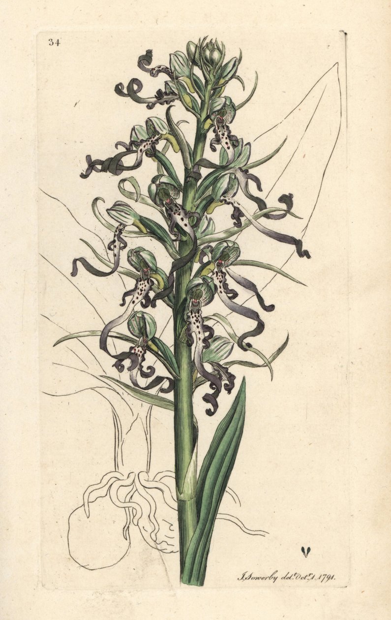 Orchidea lucertola, Himantoglossum hircinum. Incisione a mano colorata su rame dopo un
