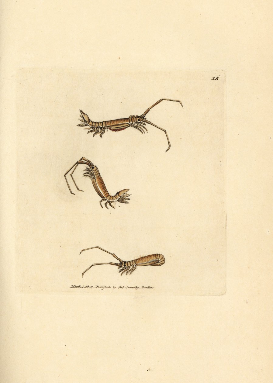 Isopode a corna lunghe, Astacilla longicornis (Oniscus longicornis) da James Sowerby