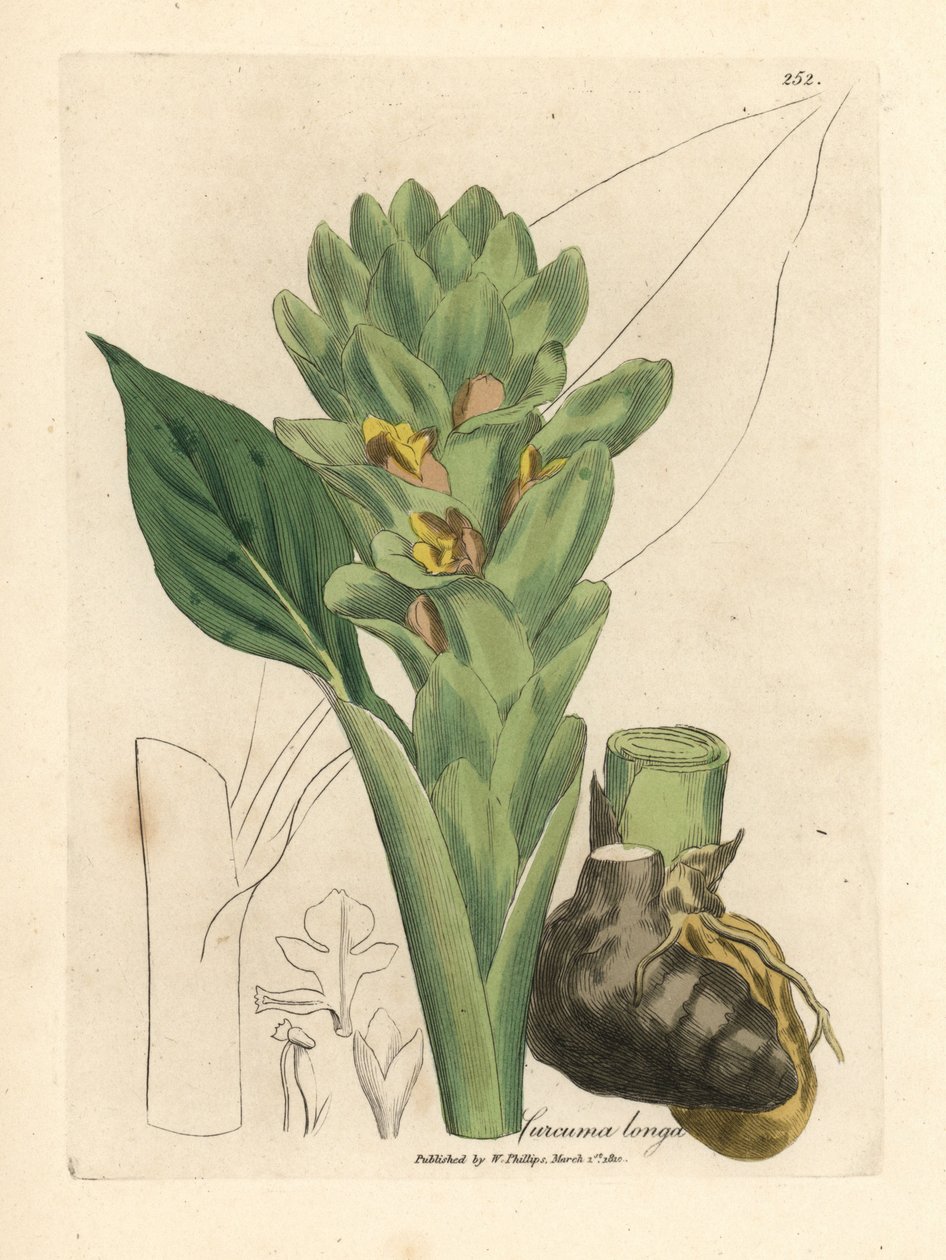 Curcuma longa da James Sowerby