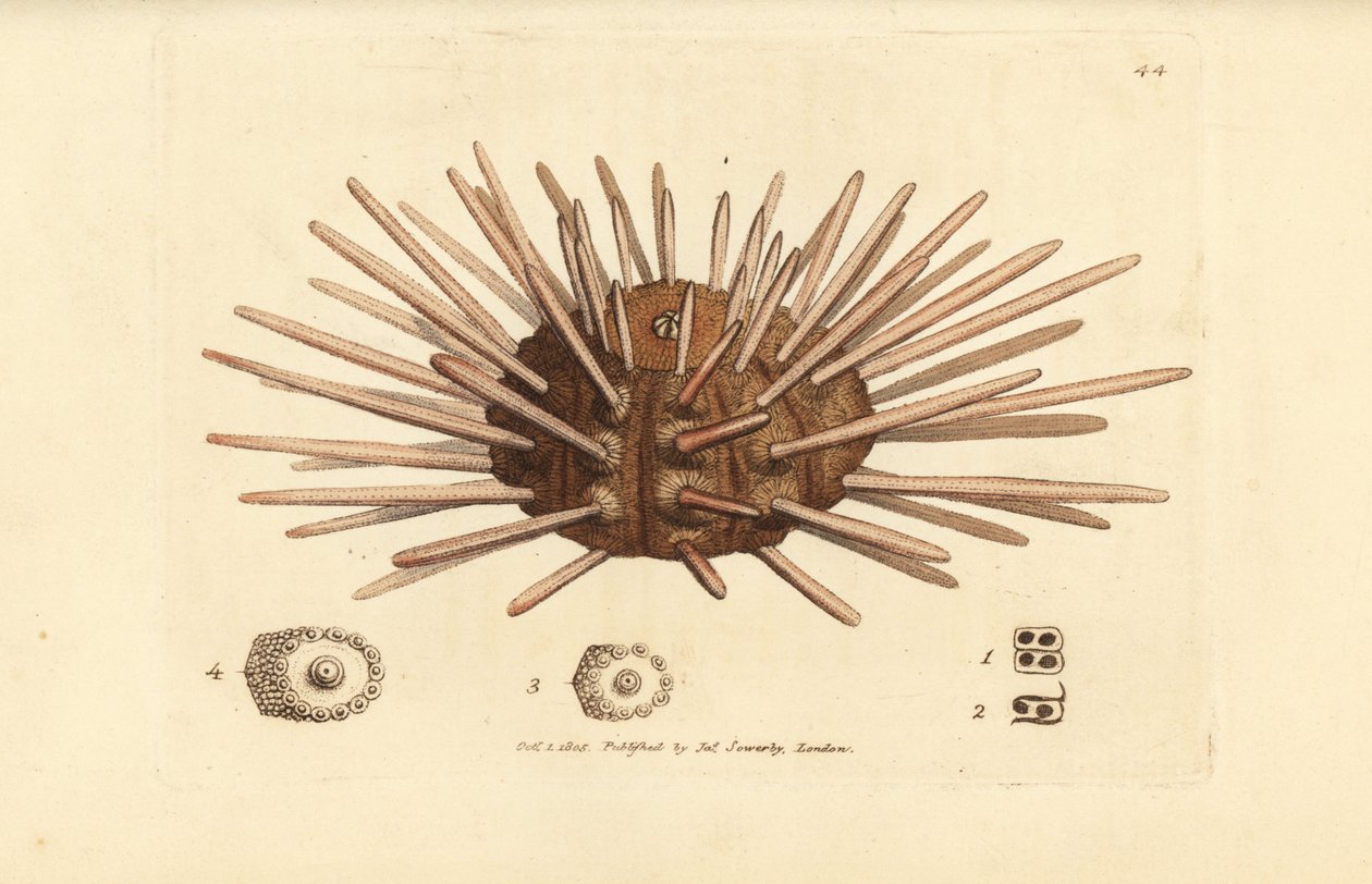 Riccio di mare a spine lunghe, Cidaris cidaris (Echinus cidaris) da James Sowerby