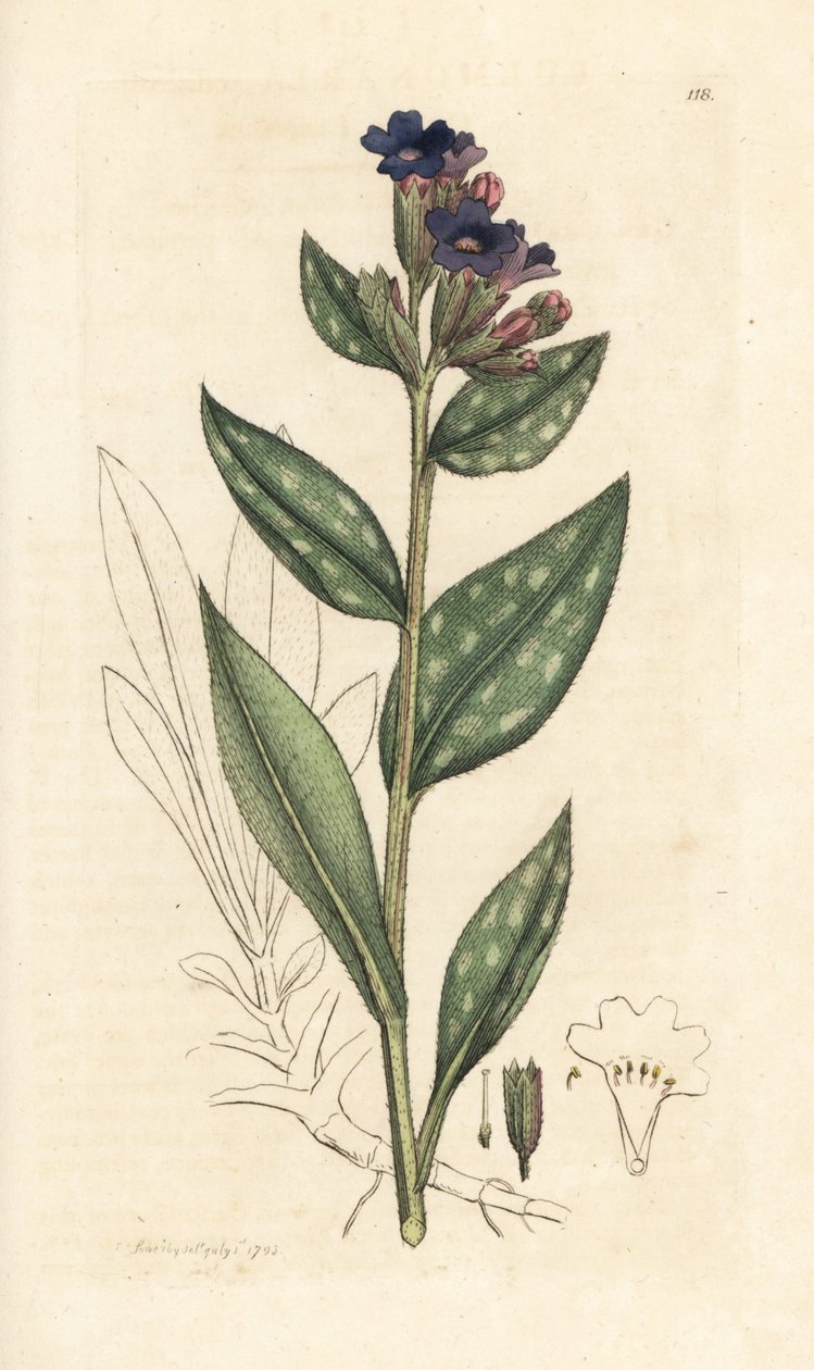 Polmonaria, Pulmonaria officinalis. Incisione a mano colorata su rame da un