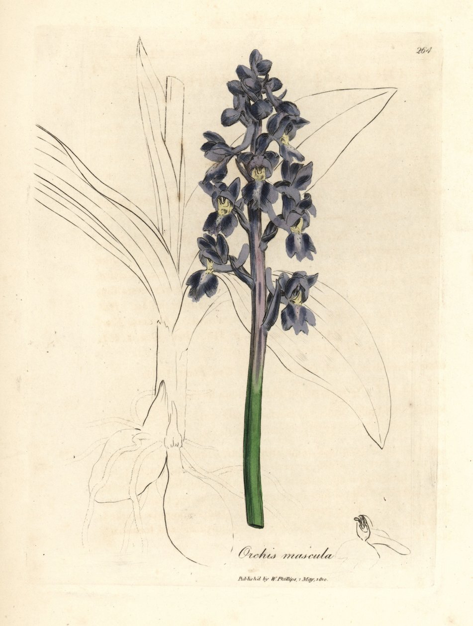 Orchidea maschio, Orchis mascula da James Sowerby
