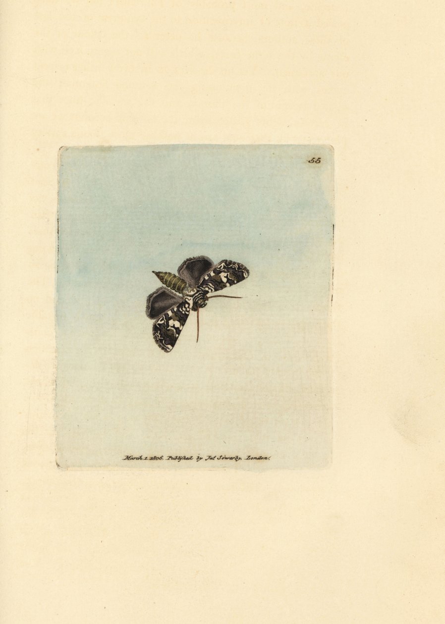 Falena marmorizzata, Hadena confusa da James Sowerby