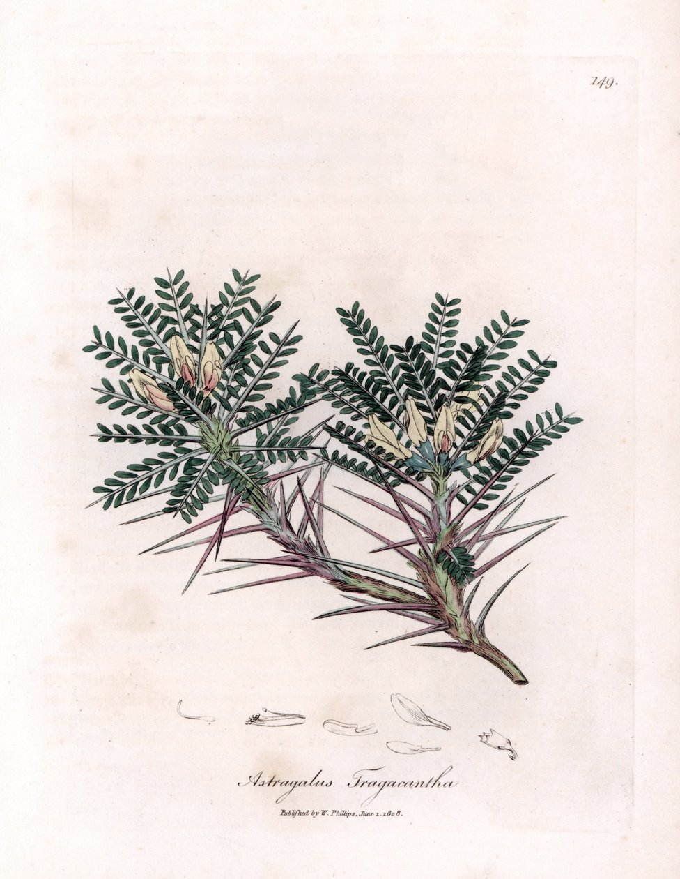 Astragalo di Marsiglia - Astragalus tragacantha. Incisione a mano colorata da un