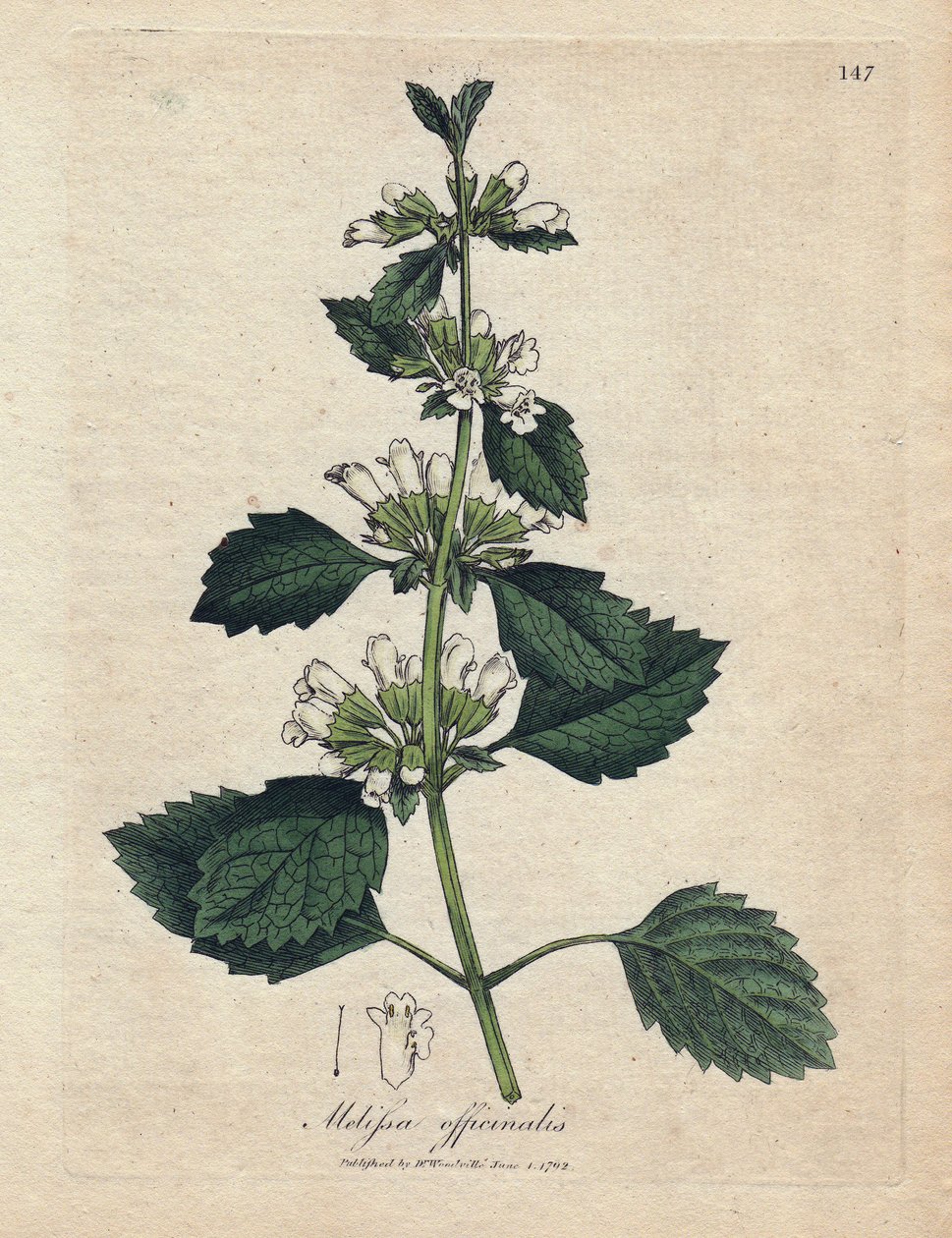 Melissa officinale, Melissa officinalis da James Sowerby