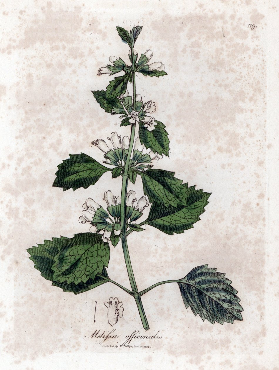 Melissa officinalis. Incisione a mano colorata da un