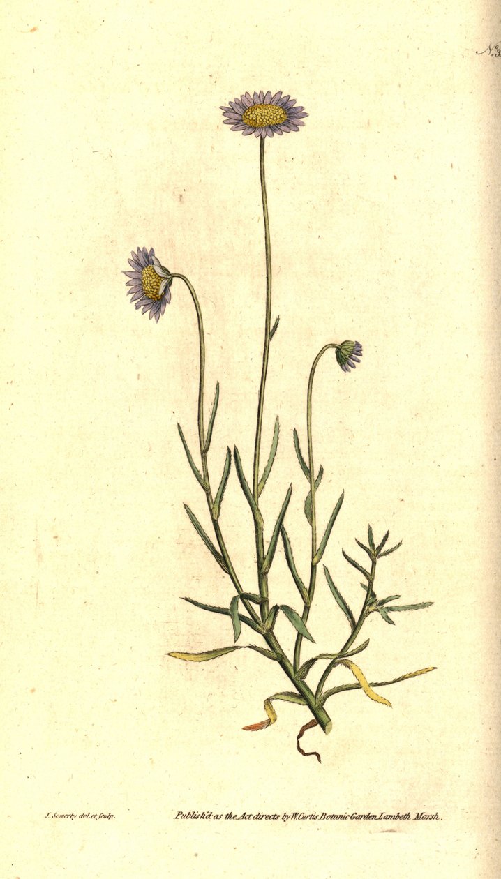 Aster mignonette, Felicia tenella da James Sowerby