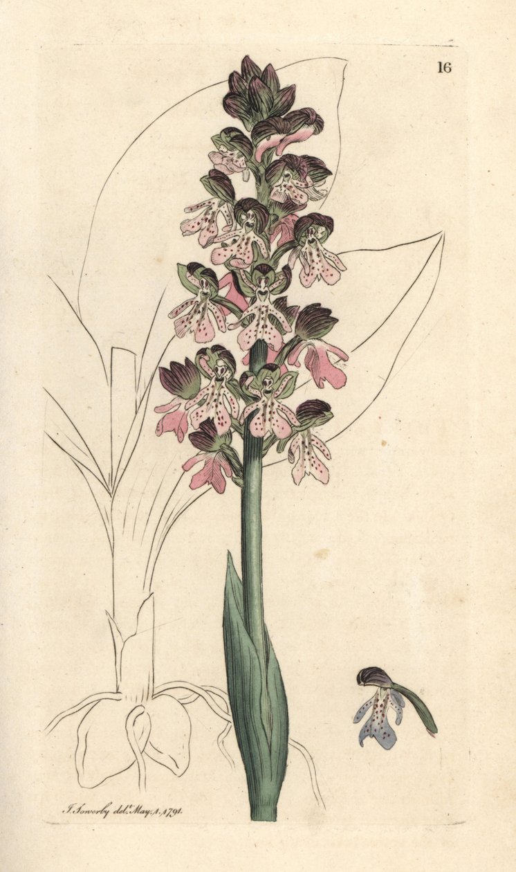 Orchidea militare, Orchis militaris Incisione a mano colorata da un