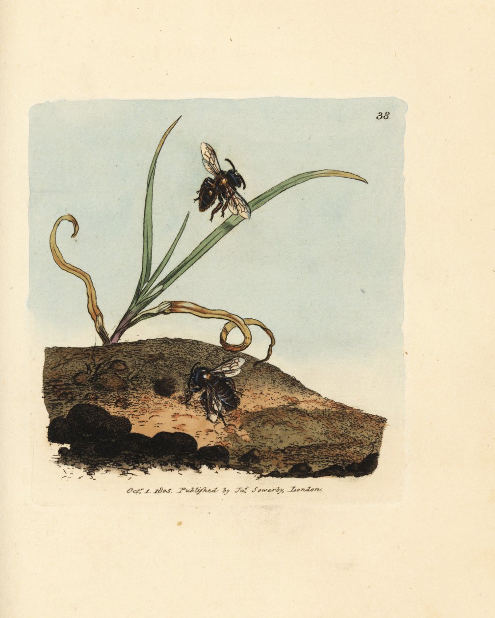 Ape mineraria, Andrena nigroaenea (Melitta nigro-aenea) da James Sowerby