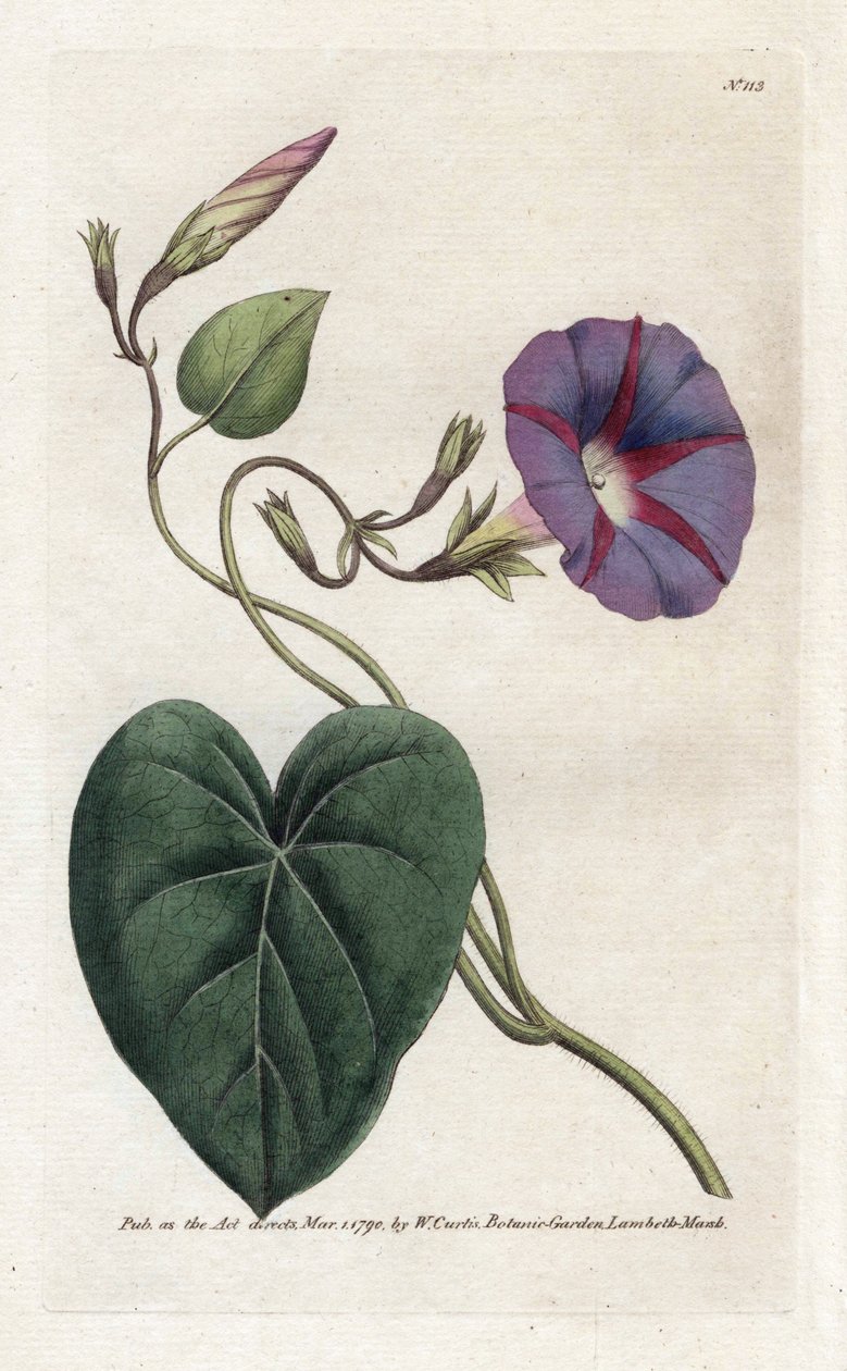 Ipomea. Litografia di James Sowerby (1757-1822), dal 