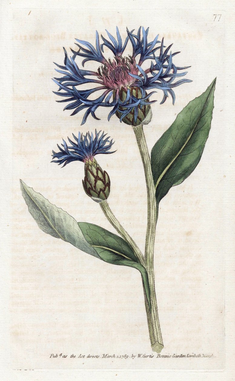 Centaurea montana o Mirtillo perenne da James Sowerby