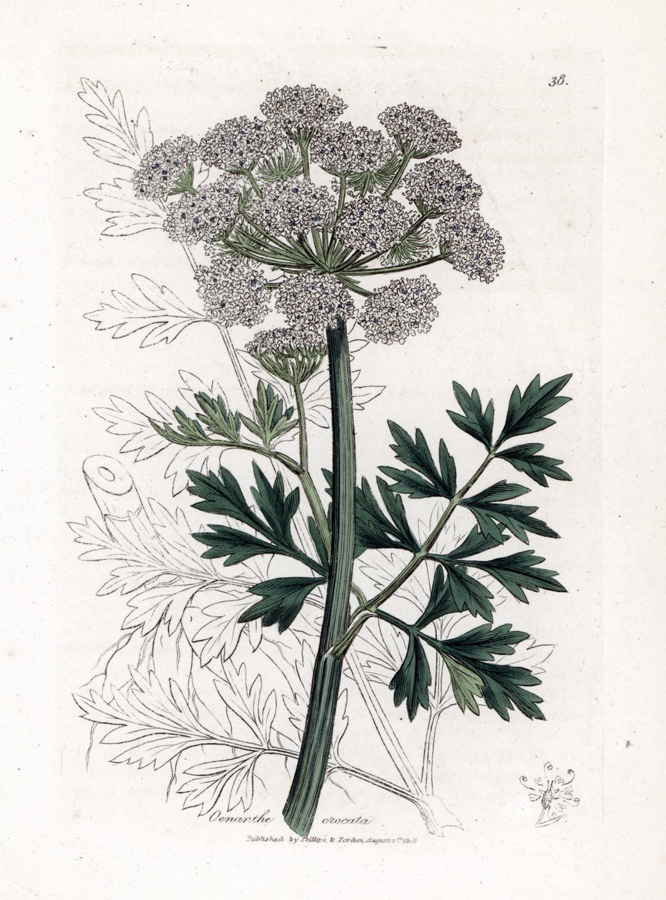 Oenanthe crocata da James Sowerby