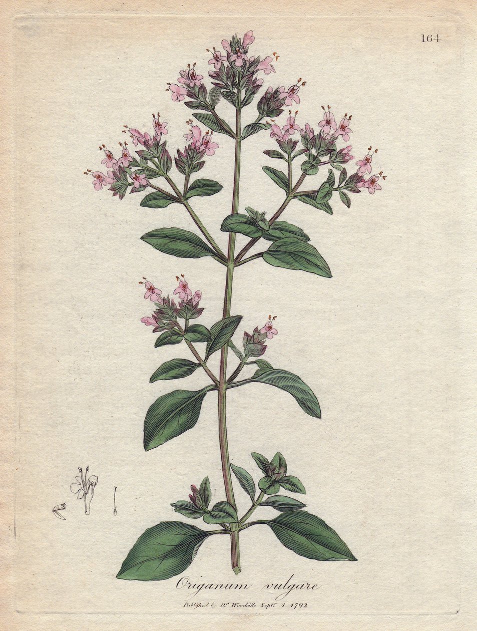 Origano. Incisione a mano colorata su rame da un disegno di James Sowerby (1757-1822), in 