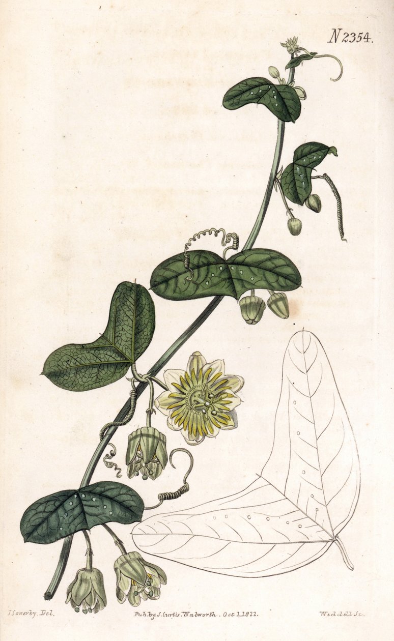 Fiore della passione variegato, Passiflora biflora da James Sowerby
