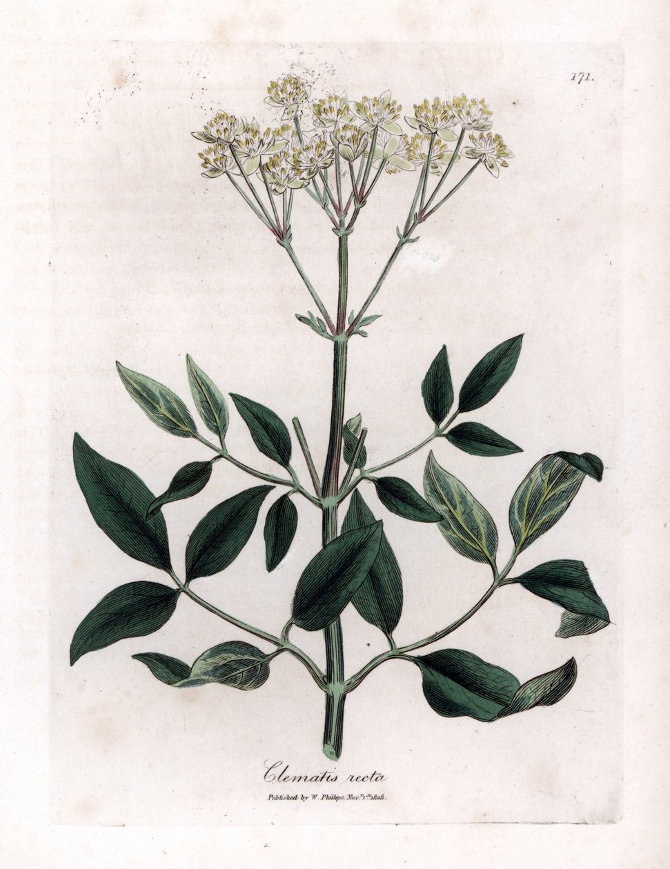 Clematide perenne - Clematis recta da James Sowerby