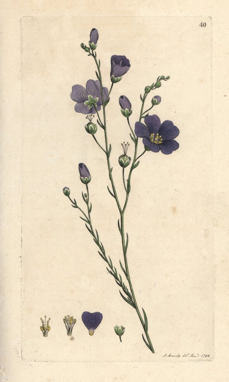 Linum perenne da James Sowerby