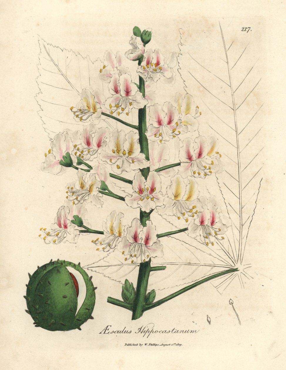 Fiori rosa e frutti dell