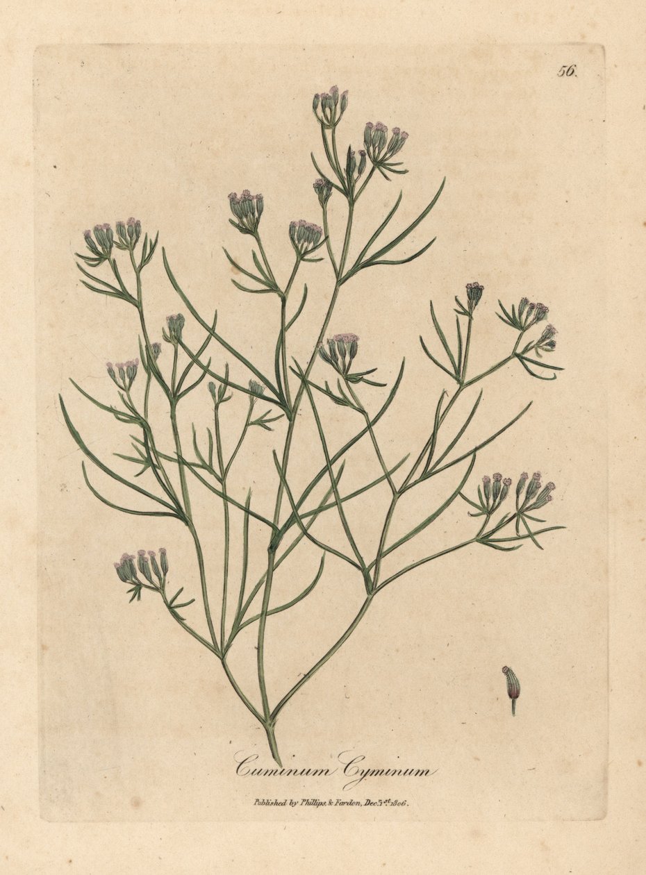 Cumino a fiori rosa, Cuminum cyminum da James Sowerby
