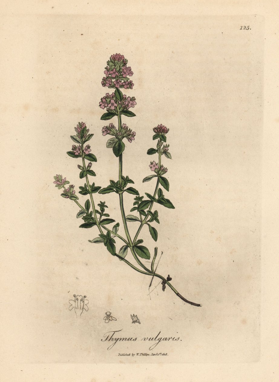 Timo comune a fiori rosa, Thymus vulgaris da James Sowerby