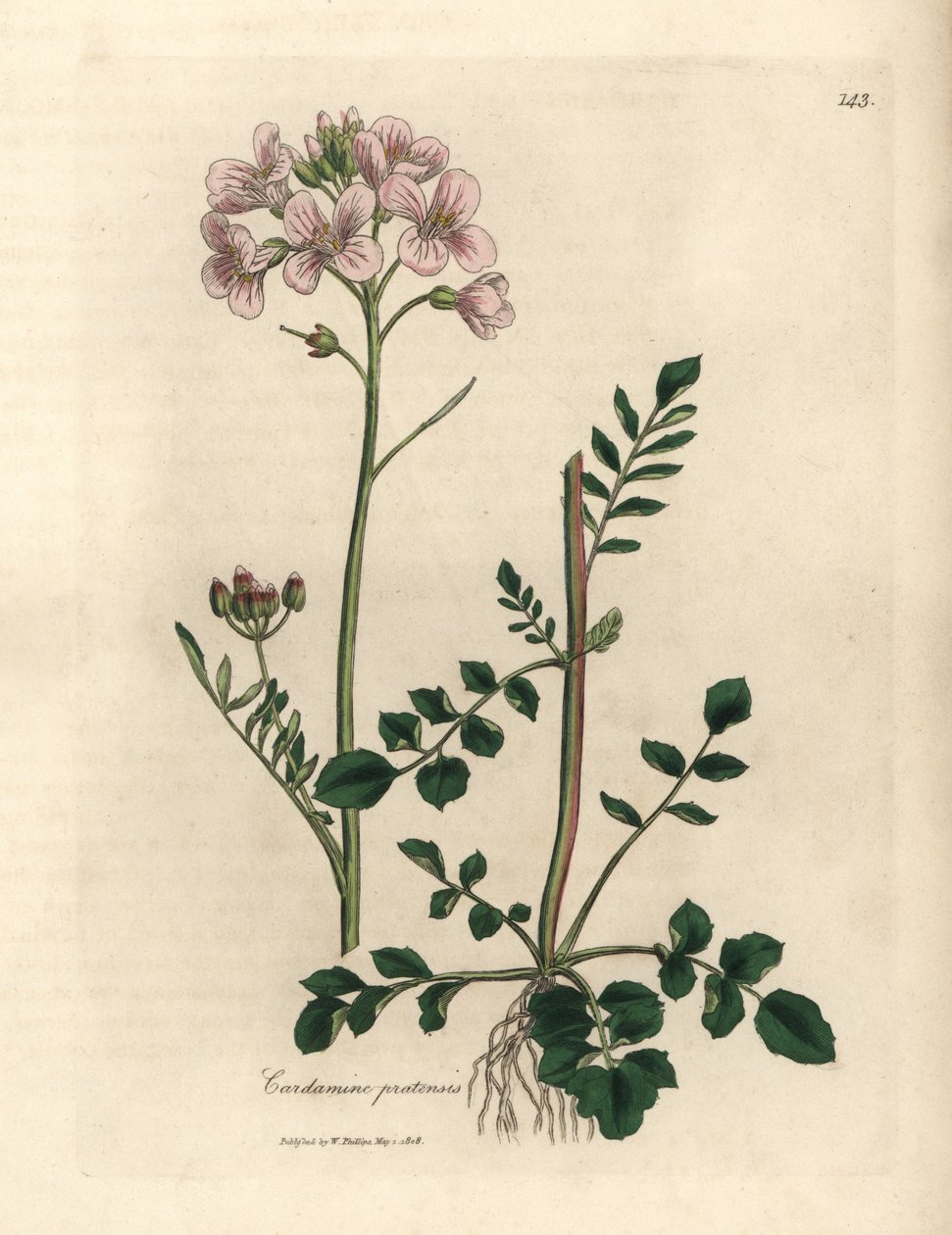 Cardamine pratensis a fiori rosa da James Sowerby