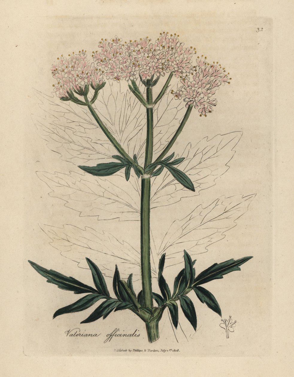 Valeriana dai fiori rosa, Valeriana officinalis da James Sowerby