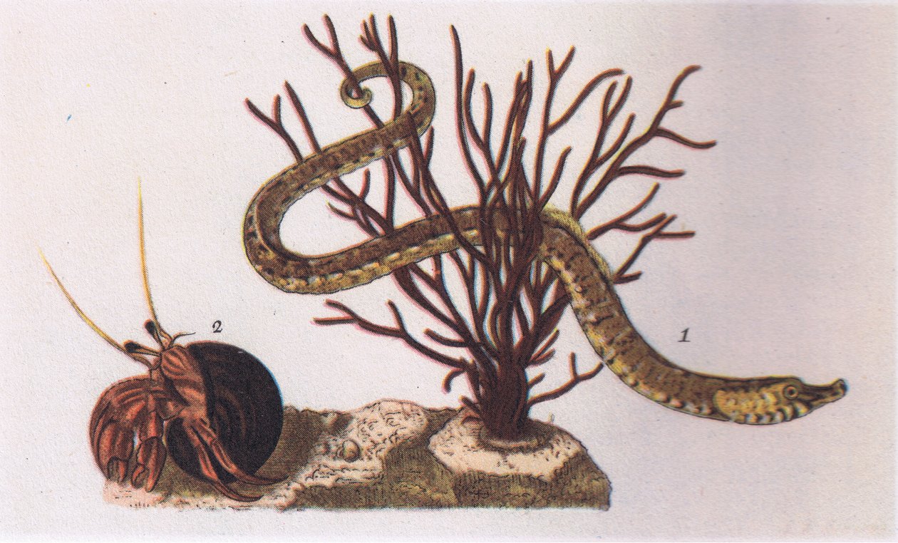 Pesce ago e granchio eremita, Nature in Britain pubblicato da Collins, 1946 da James Sowerby